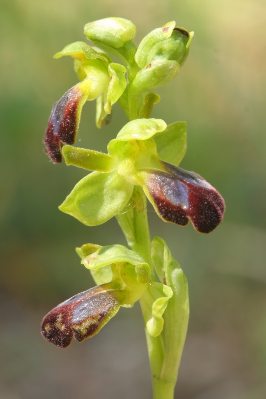 Orchidee. nel fondo del barile